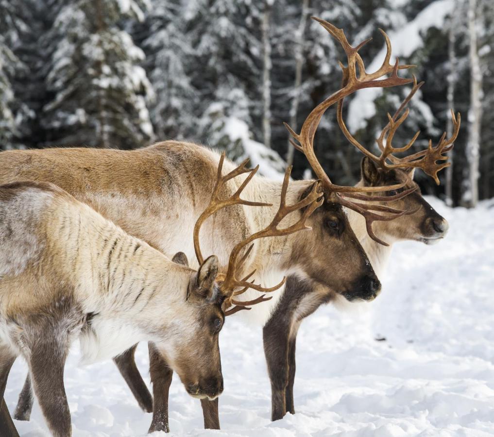 Pleasant Acres Reindeer Ranch Villa Pleasant Valley Eksteriør bilde