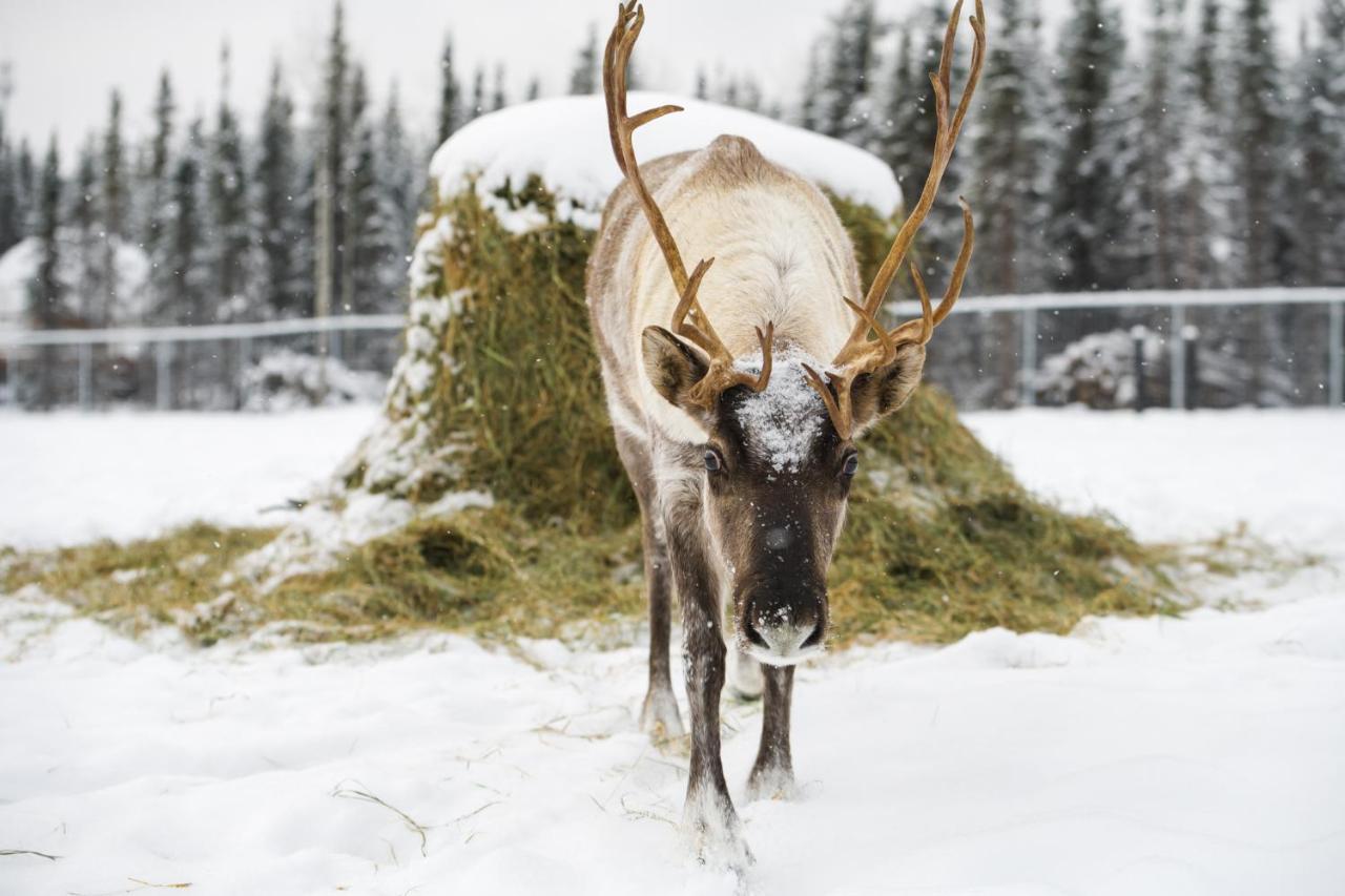 Pleasant Acres Reindeer Ranch Villa Pleasant Valley Eksteriør bilde