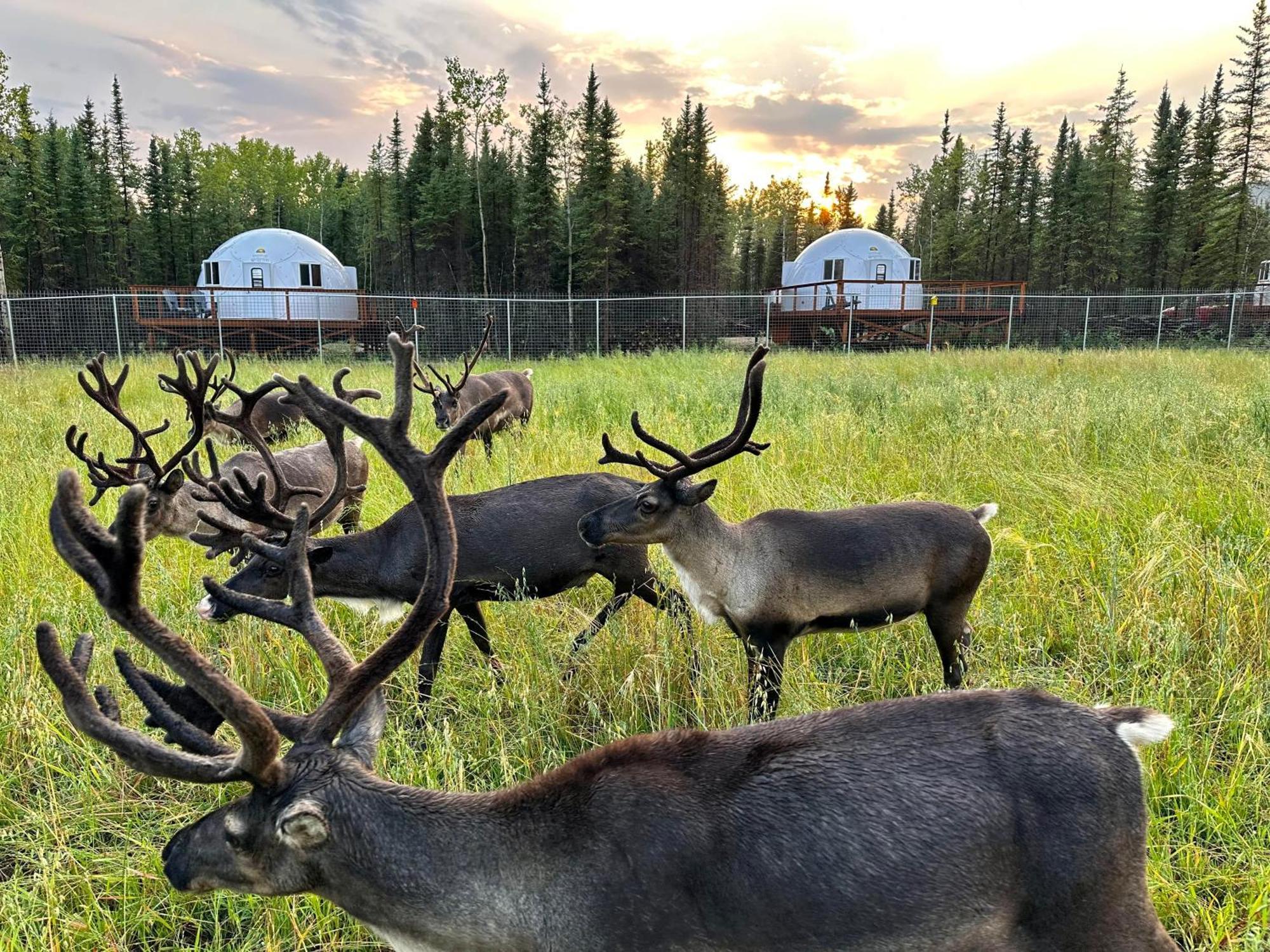 Pleasant Acres Reindeer Ranch Villa Pleasant Valley Eksteriør bilde